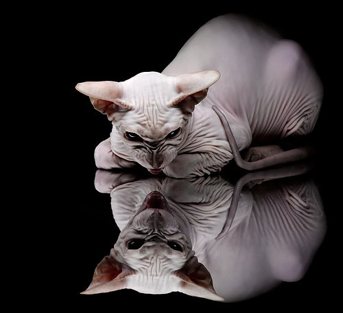 西决生死战之夜，帕尔默用隐形代码撕裂了联盟第一的防守算法